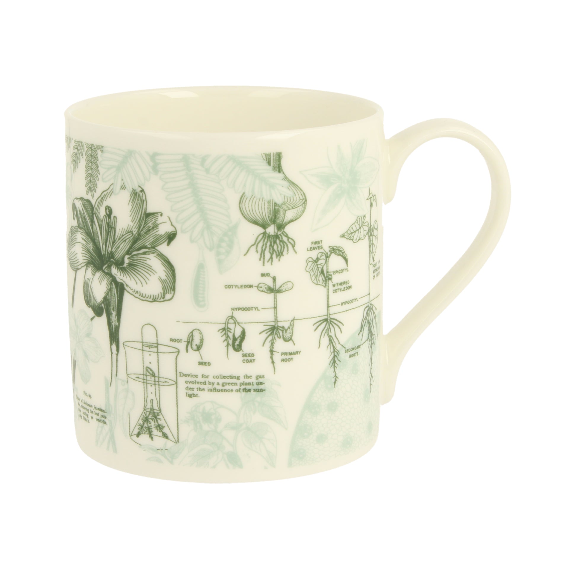 Botany Mug