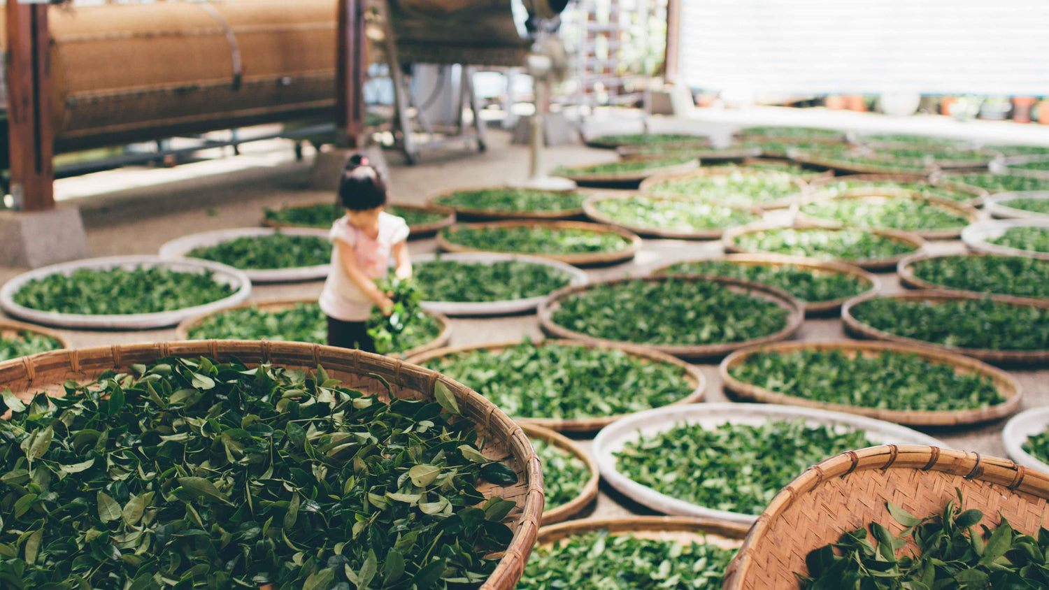 The history of tea: a brief look at tea's fascinating journey from East to West-Mclaggan