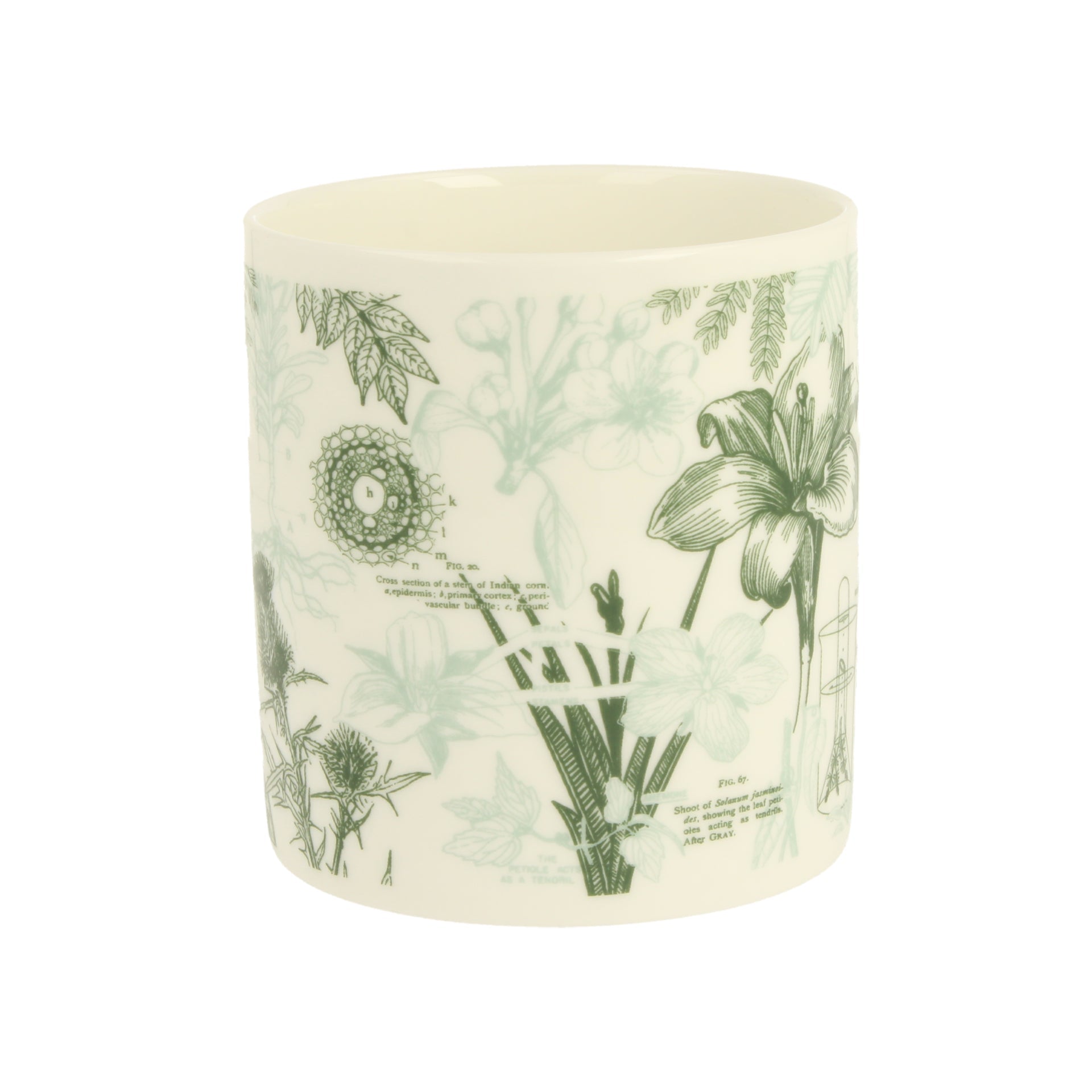 Botany Mug